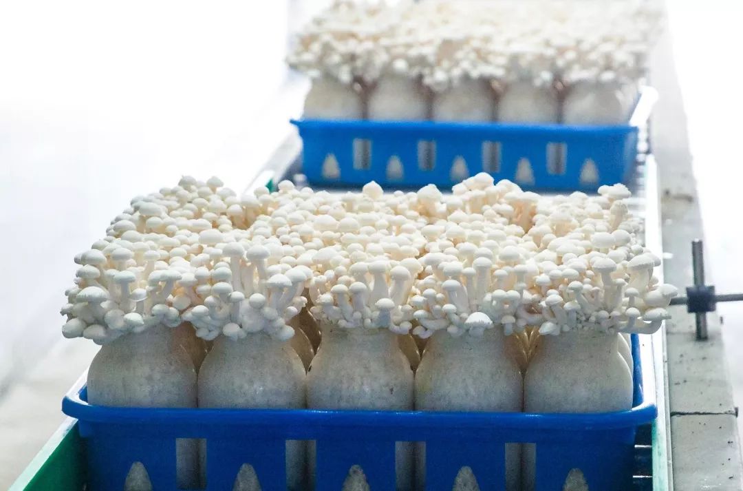 科技賦能，品質升級 慈溪白玉菇榮膺“浙產精品鮮菇”背后的生物技術力量